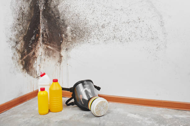 Best Fast Mold Removal  in Effingham, IL