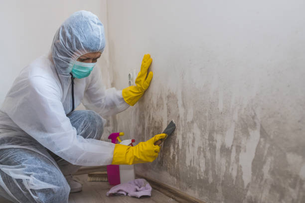 Best Mold Cleaning Services  in Effingham, IL