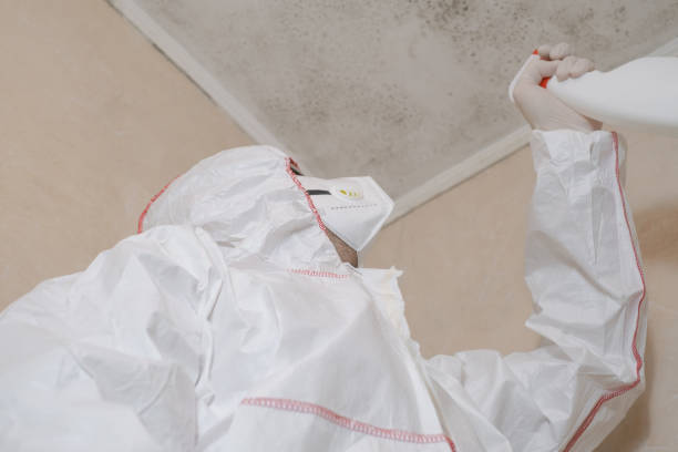 Best Mold Testing  in Effingham, IL