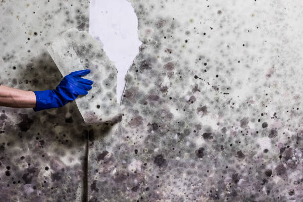 Best Mold Testing  in Effingham, IL