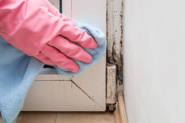 Best Home Mold Removal  in Effingham, IL